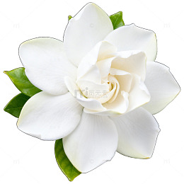 AI生成纯白花朵