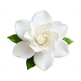 AI生成纯白栀子花特写