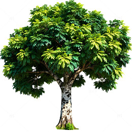 绿色树木插画素材