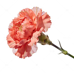 康乃馨花朵元素