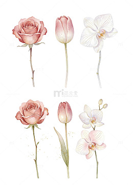 春日花语玫瑰郁金香蝴蝶兰