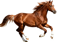 棕色骏马奔腾瞬间图片