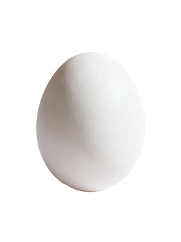白色背景上的光滑鸡蛋