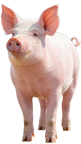 白色小猪站立特写图片