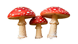 三朵红色白点蘑菇特写