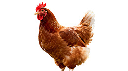 棕色母鸡站立于白色背景