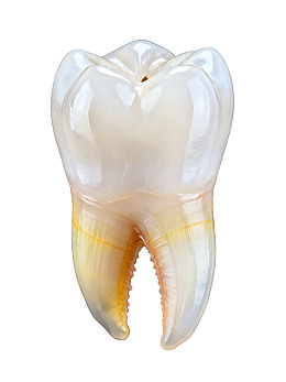 牙齿模型特写展示图片