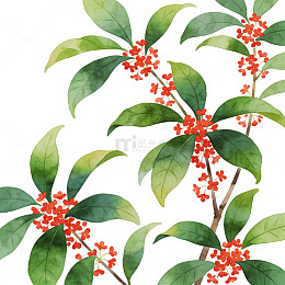 水彩花卉插画桂花