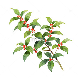 复古插画红花绿叶植物素材