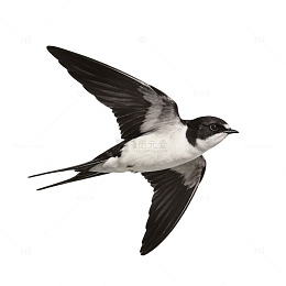 黑白燕子飞行素描图