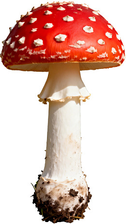 红色菌盖白色菌柄的毒蘑菇