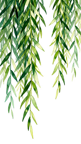 垂柳绿叶水彩画图片