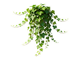 绿叶垂藤植物特写图片