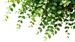 绿叶白花枝条垂挂于白色背景