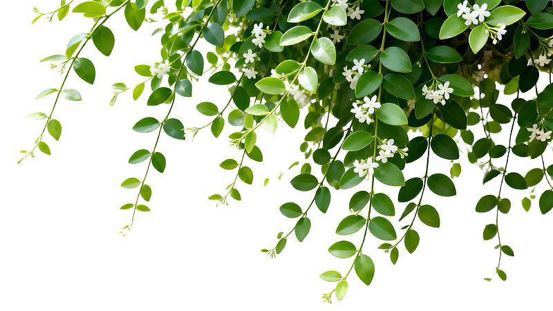 绿叶白花枝条垂挂于白色背景