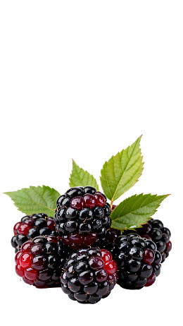 新鲜黑莓与绿叶图片