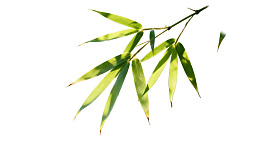 竹叶枝条白色背景特写