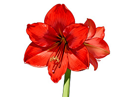 一朵鲜艳的红色百合花