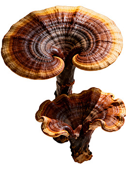 两朵色彩斑斓的树舌菌