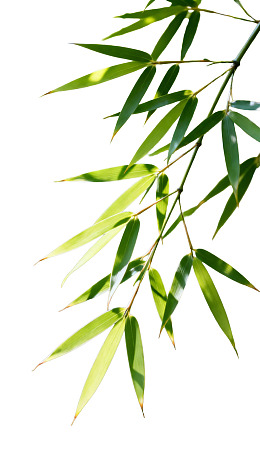 竹叶轻垂绿意盎然图片