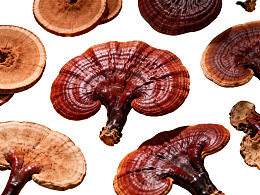 多种灵芝菌盖特写展示