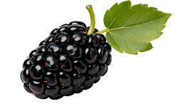 新鲜黑桑葚带绿叶图片