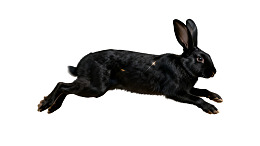 黑色兔子奔跑瞬间图片