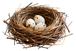 鸟巢中的三枚斑点蛋图片