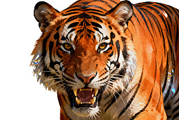 老虎张嘴咆哮特写图片