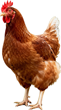 棕色母鸡站立姿态图片