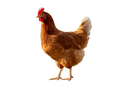 棕色母鸡站立于白色背景