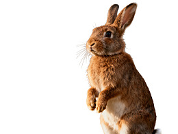 棕色兔子站立姿势特写