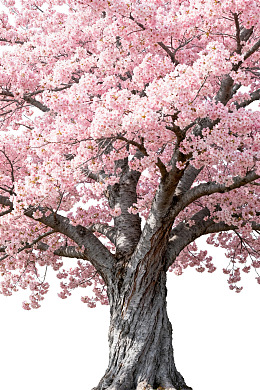 盛开的樱花树图片