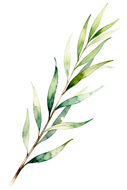 水彩风格的绿色植物枝条