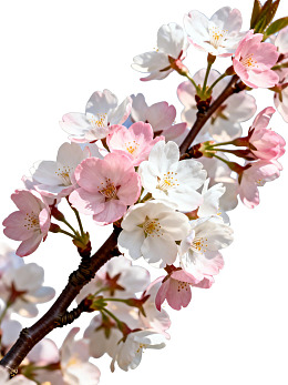 樱花枝头绽放美丽花朵