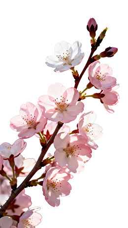 樱花枝头绽放美丽花朵