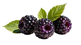 三颗新鲜黑莓与绿叶图片