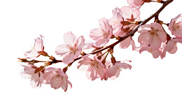 樱花枝头绽放粉嫩花朵