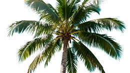 仰视视角下的高大椰子树