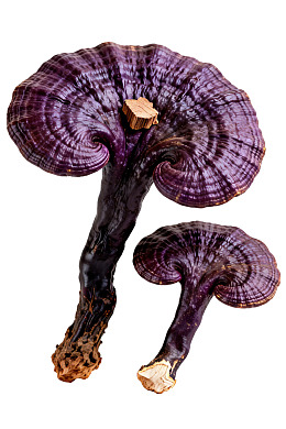 两株紫色灵芝特写图片