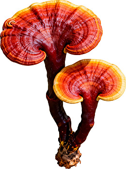 两朵红褐色灵芝并排生长