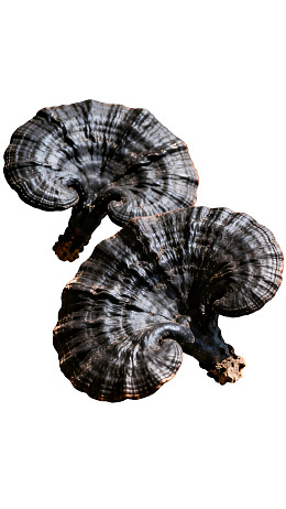 两朵黑灰色树舌菌特写