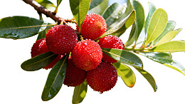 新鲜杨梅挂枝头图片