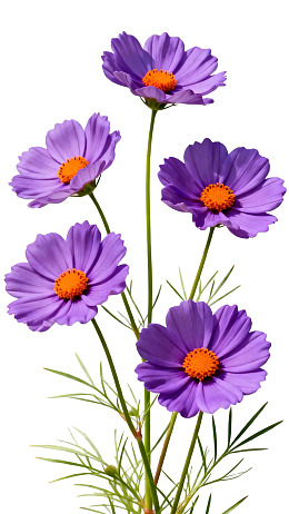 五朵紫色波斯菊绽放图片