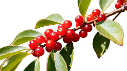 红果绿叶枝头挂图片