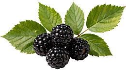 新鲜黑莓与绿叶图片