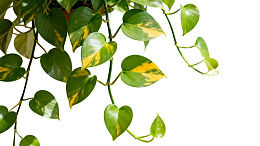 绿萝叶片特写黄绿相间