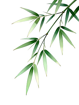 竹枝绿叶特写图片