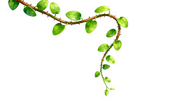 带刺藤蔓绿叶垂挂图片