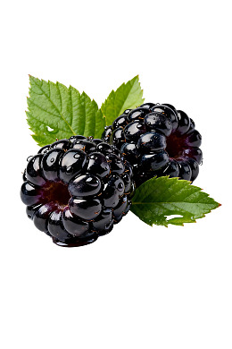 新鲜黑莓与绿叶图片